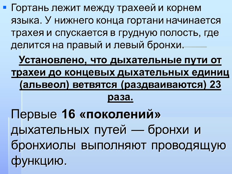 Гортань лежит между трахеей и корнем языка. У нижнего конца гортани начинается трахея и
